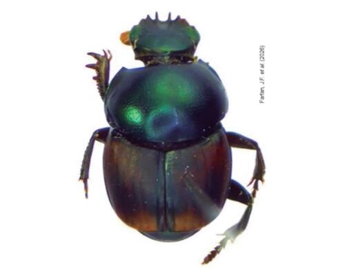 El "Canthon octodentatus" es uno de los seis escarabajos estercoleros que habitan en las Pampas del Heath, región Madre de Dios. Foto: Sernanp